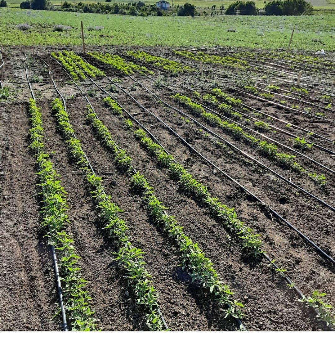 Farming Image 3
