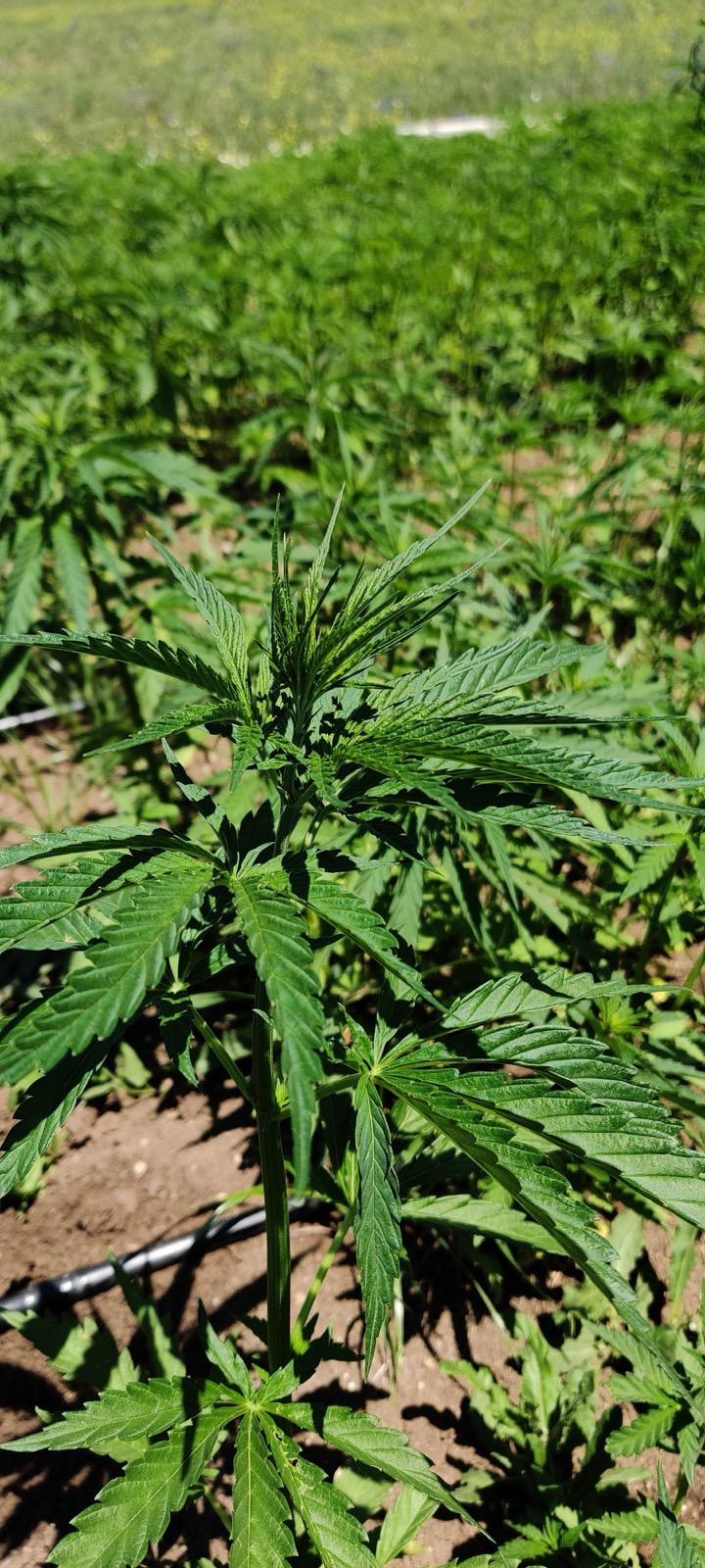 Farming Image 6