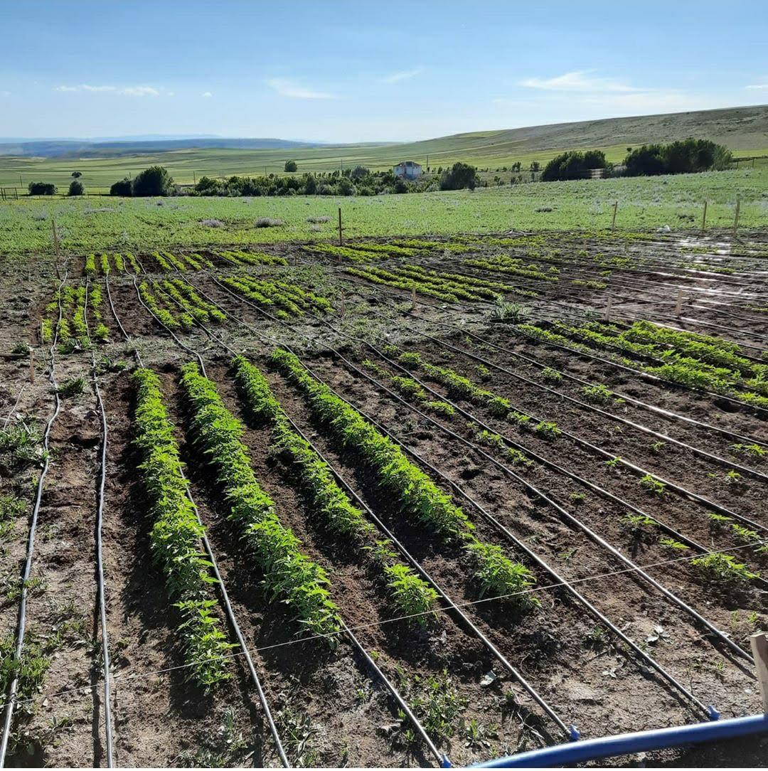 Farming Image 9